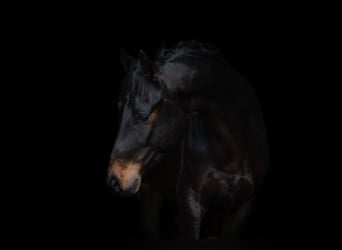 Hanoverian, Gelding, 5 years, 16 hh, Bay-Dark