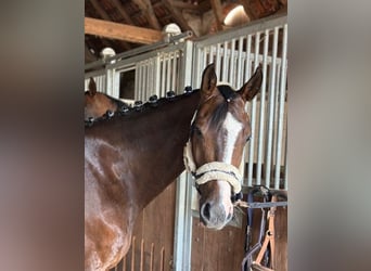 Hanoverian, Gelding, 5 years, 16 hh, Bay-Dark