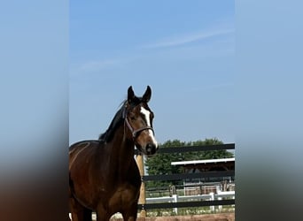 Hanoverian, Gelding, 5 years, 16 hh, Bay-Dark