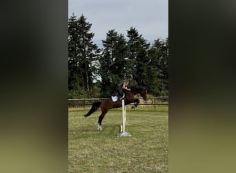 Hanoverian, Gelding, 5 years, 16 hh, Bay-Dark