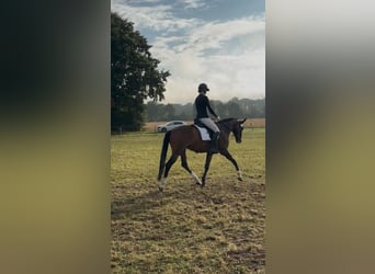 Hanoverian, Gelding, 5 years, 16 hh, Bay-Dark
