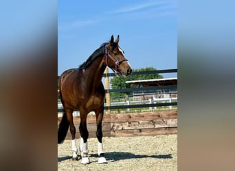 Hanoverian, Gelding, 5 years, 16 hh, Bay-Dark