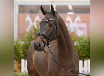 Hanoverian, Gelding, 5 years, 16 hh, Bay-Dark