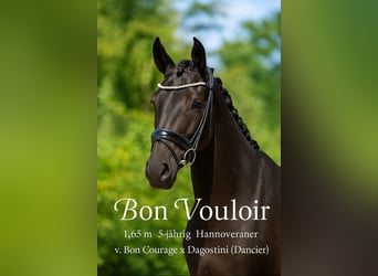Hanoverian, Gelding, 5 years, 16 hh, Black