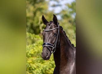 Hanoverian, Gelding, 5 years, 16 hh, Black