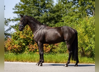 Hanoverian, Gelding, 5 years, 16 hh, Black