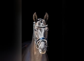 Hanoverian, Gelding, 5 years, 16 hh, Black