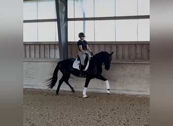 Hanoverian, Gelding, 5 years, 16 hh, Black