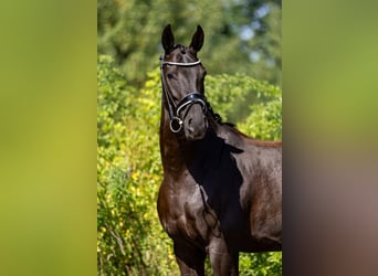 Hanoverian, Gelding, 5 years, 16 hh, Black