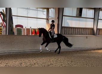 Hanoverian, Gelding, 5 years, 16 hh, Black
