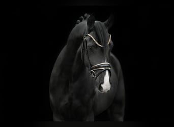 Hanoverian, Gelding, 5 years, 16 hh, Black
