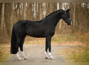 Hanoverian, Gelding, 5 years, 16 hh, Black