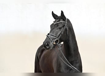 Hanoverian, Gelding, 5 years, 16 hh, Black