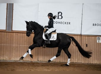 Hanoverian, Gelding, 5 years, 16 hh, Black