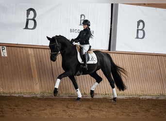 Hanoverian, Gelding, 5 years, 16 hh, Black