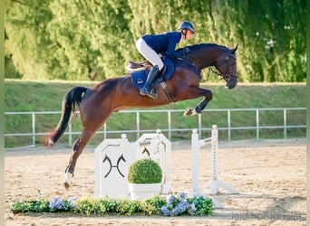 Hanoverian, Gelding, 5 years, 16 hh, Black