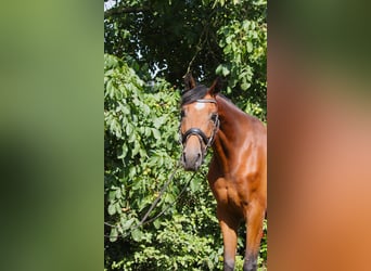Hanoverian, Gelding, 5 years, 16 hh, Brown