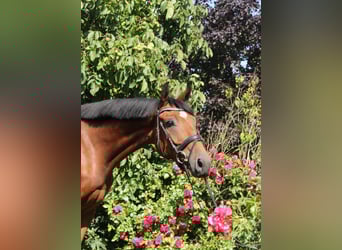 Hanoverian, Gelding, 5 years, 16 hh, Brown