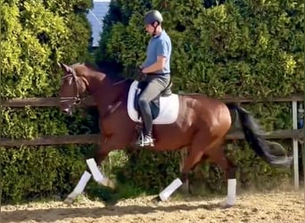 Hanoverian, Gelding, 5 years, 16 hh, Brown