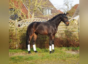 Hanoverian, Gelding, 5 years, 16 hh, Brown