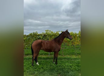Hanoverian, Gelding, 5 years, 16 hh, Brown