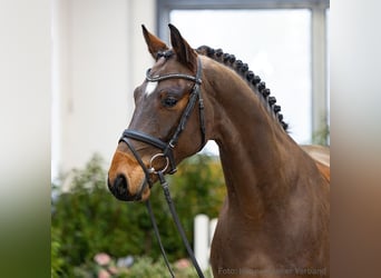 Hanoverian, Gelding, 5 years, 16 hh, Brown