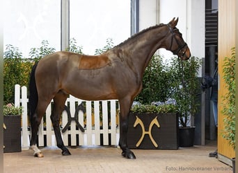 Hanoverian, Gelding, 5 years, 16 hh, Brown