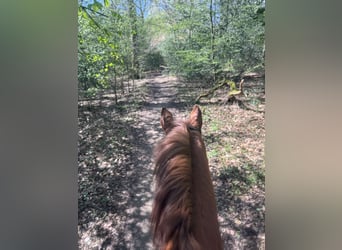 Hanoverian, Gelding, 5 years, 16 hh, Chestnut-Red