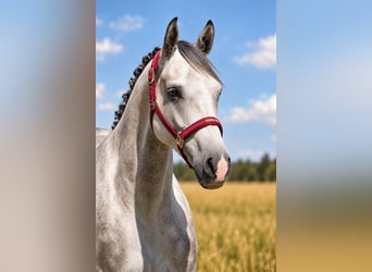 Hanoverian, Gelding, 5 years, 16 hh, Grey-Dark-Tan