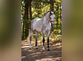 Hanoverian, Gelding, 5 years, 16 hh, Grey-Dark-Tan