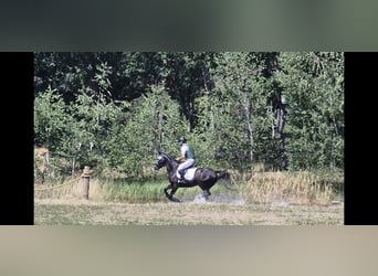 Hanoverian, Gelding, 5 years, 16 hh, Grey
