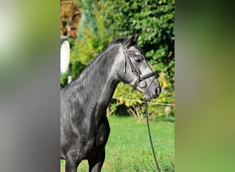 Hanoverian, Gelding, 5 years, 16 hh, Grey