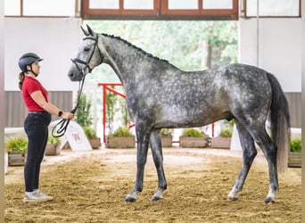 Hanoverian, Gelding, 5 years, 16 hh, Grey