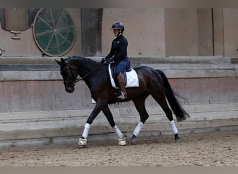 Hanoverian, Gelding, 5 years, 16,1 hh, Bay-Dark