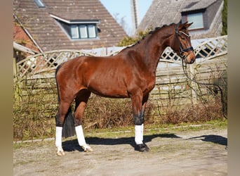 Hanoverian, Gelding, 5 years, 16,1 hh, Bay-Dark