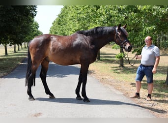 Hanoverian, Gelding, 5 years, 16,1 hh, Bay-Dark