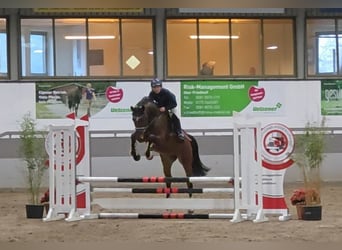 Hanoverian, Gelding, 5 years, 16,1 hh, Bay-Dark