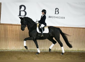 Hanoverian, Gelding, 5 years, 16,1 hh, Black