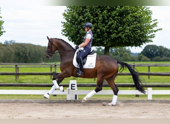 Hanoverian, Gelding, 5 years, 16,1 hh, Brown