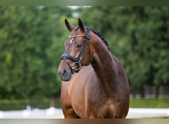 Hanoverian, Gelding, 5 years, 16,1 hh, Brown