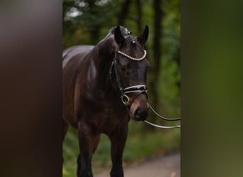 Hanoverian, Gelding, 5 years, 16,1 hh, Brown
