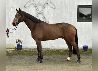 Hanoverian, Gelding, 5 years, 16,1 hh, Brown