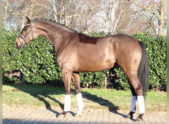Hanoverian, Gelding, 5 years, 16,1 hh, Brown