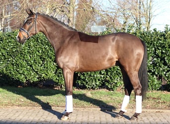 Hanoverian, Gelding, 5 years, 16,1 hh, Brown