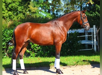 Hanoverian, Gelding, 5 years, 16,1 hh, Brown