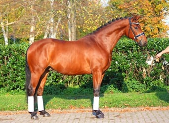 Hanoverian, Gelding, 5 years, 16,1 hh, Brown