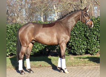 Hanoverian, Gelding, 5 years, 16,1 hh, Brown