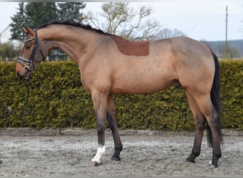Hanoverian, Gelding, 5 years, 16,1 hh, Brown