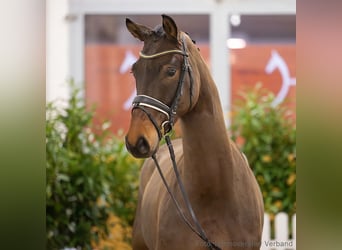 Hanoverian, Gelding, 5 years, 16,1 hh, Brown
