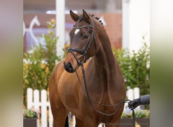 Hanoverian, Gelding, 5 years, 16,1 hh, Brown